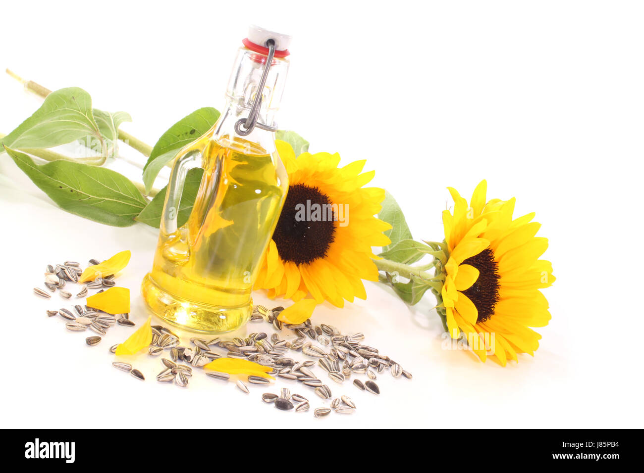 flower sunflower plant bake sunflower cores kernels oil oils roast fry