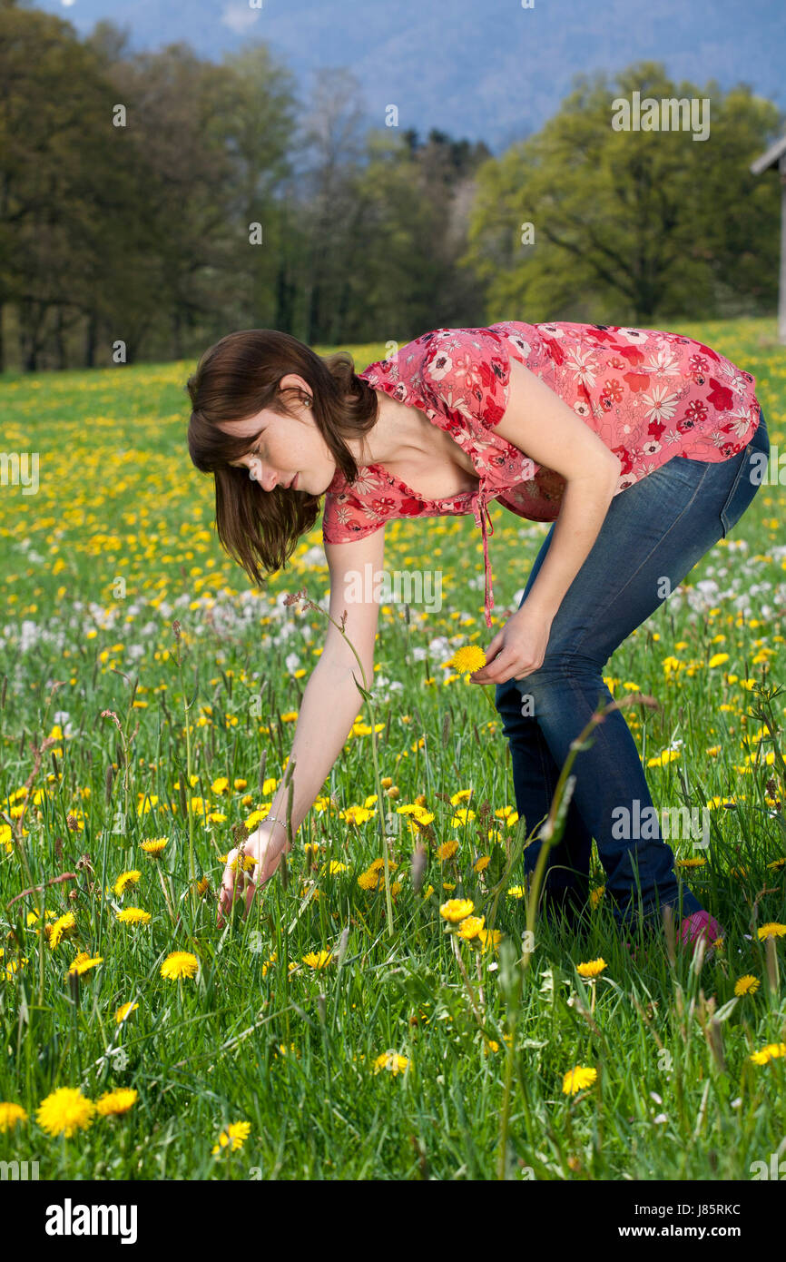 woman pick flower plant flower meadow dandelion young younger girl girls woman Stock Photo