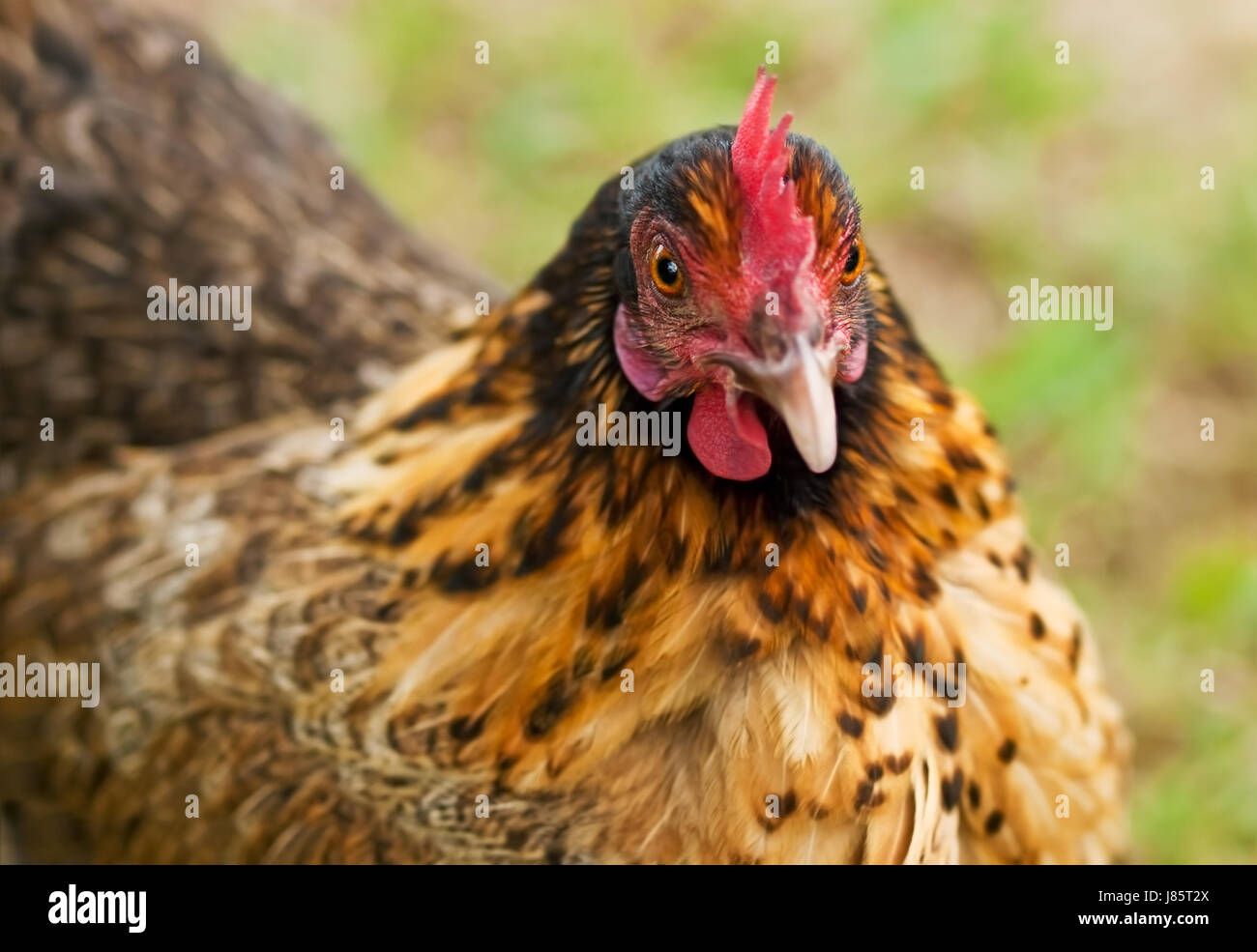 chicken hen pullet organic bantam food aliment closeup black swarthy jetblack Stock Photo