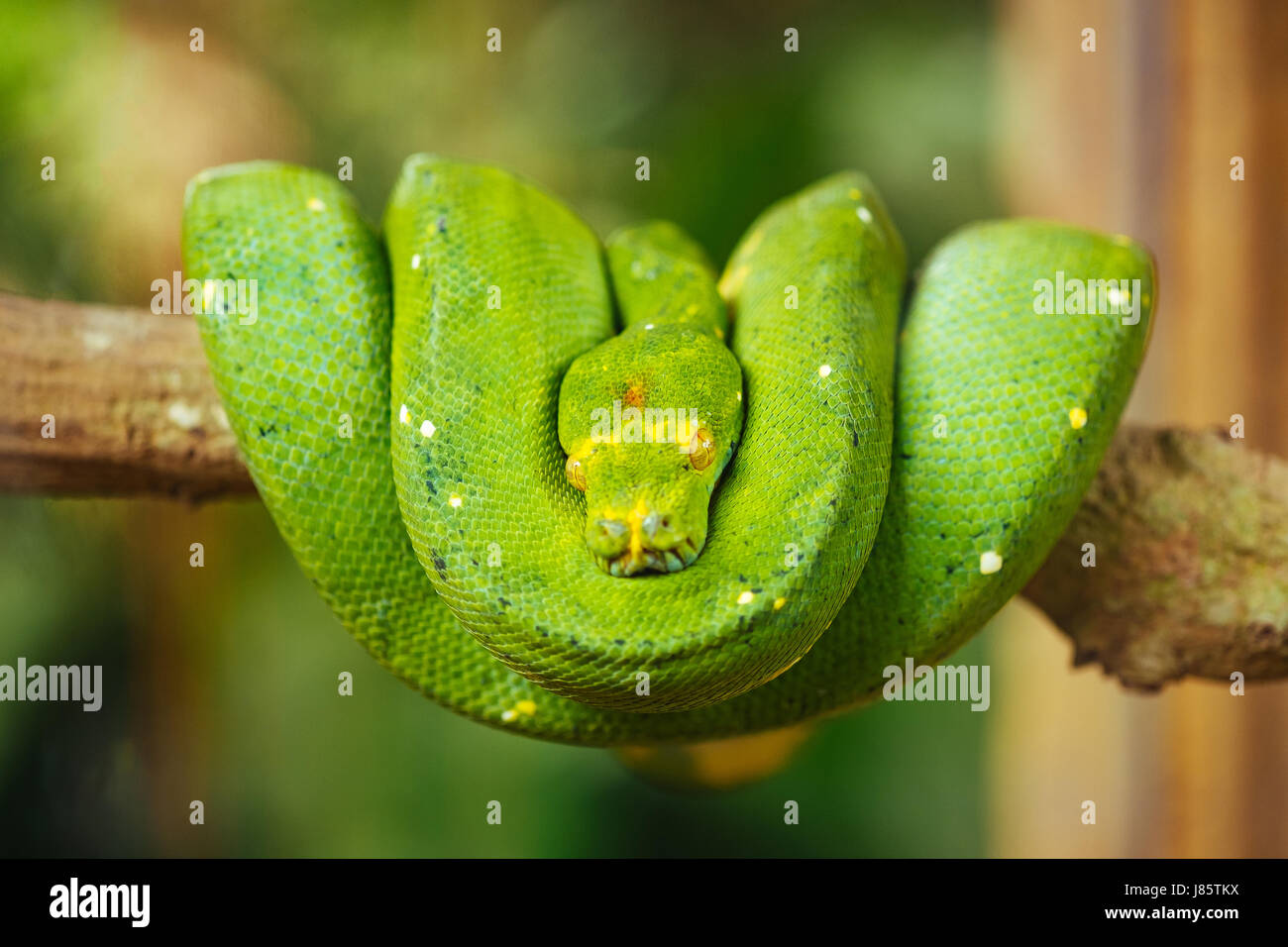Green tree python Stock Photo - Alamy