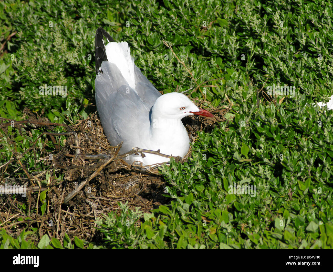 Nesting Profile nest profile beautiful beauteously nice detail colour closeup animal ...