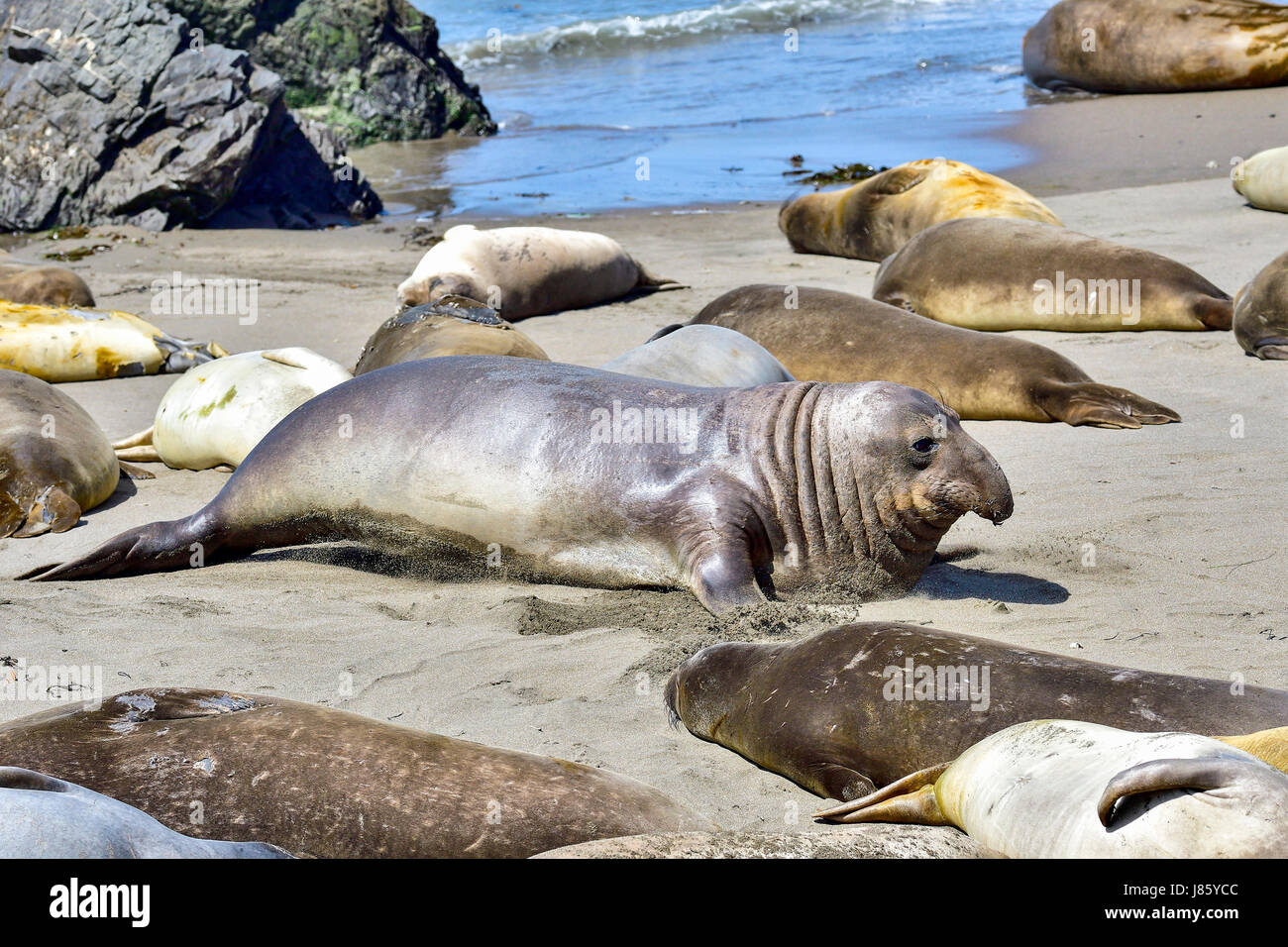 Northern Elephant Seal Stock Photo Alamy