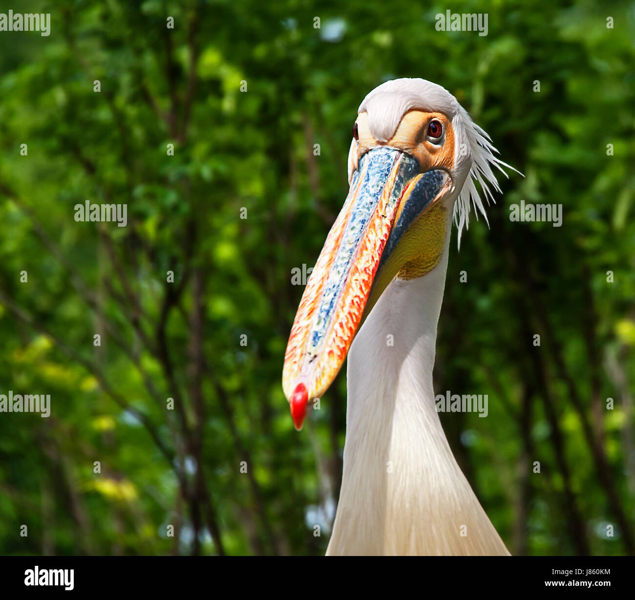 bird birds eyes look glancing see view looking peeking looking at sleep