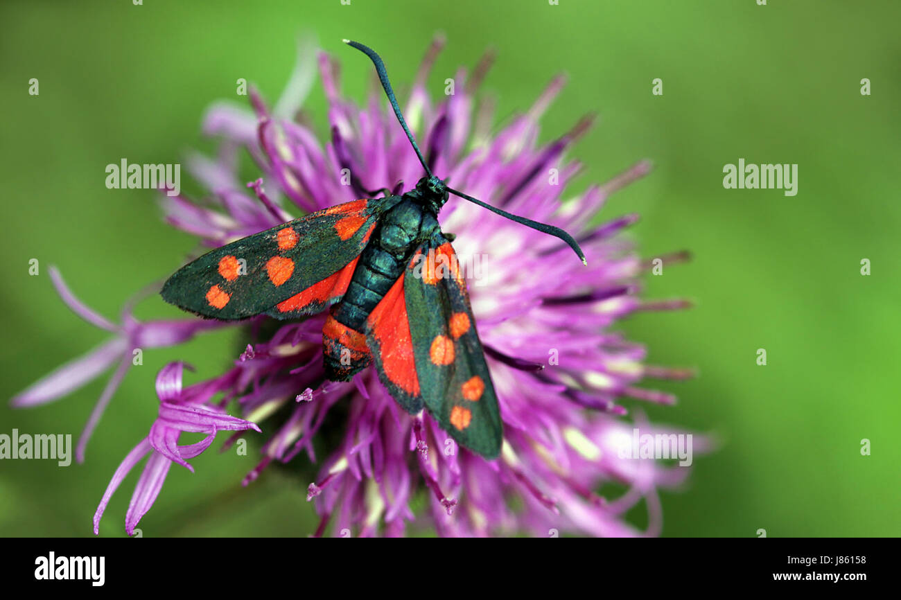 variable butterfly black swarthy jetblack deep black moth colour contrast Stock Photo