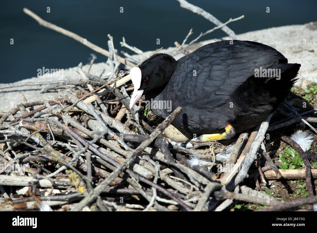 bird fauna birds brood nest egg clutch spawn indicate show female wood