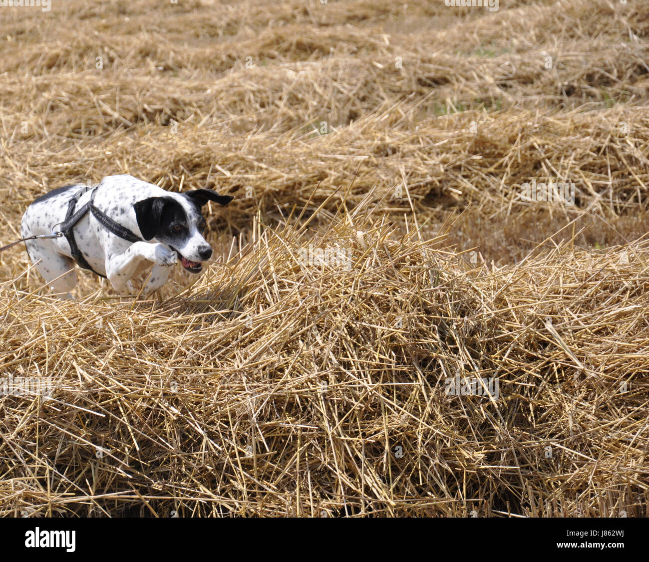 dog in the straw Stock Photo Alamy