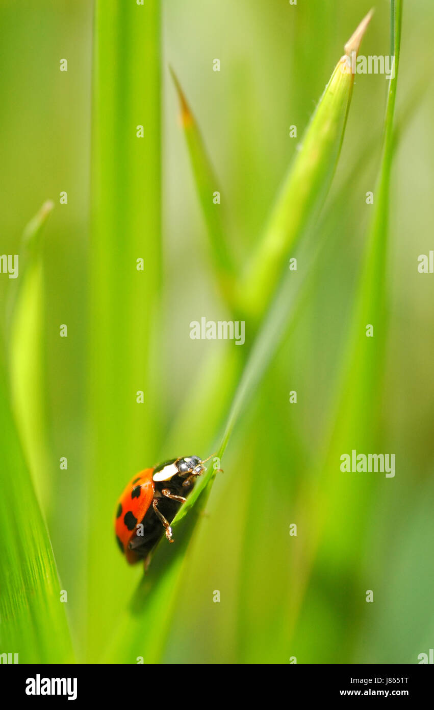 detail model design project concept plan draft garden animal insect ...