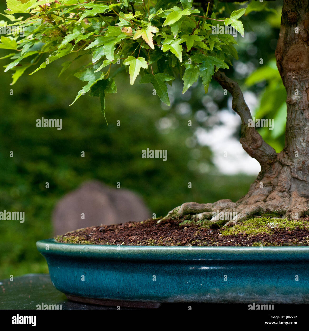 Garten bonsai hi-res stock photography and images - Alamy