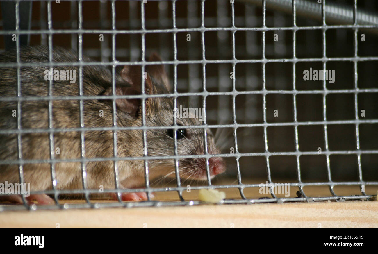 animal mouse cage cases trap mousetrap caged life exist existence Stock