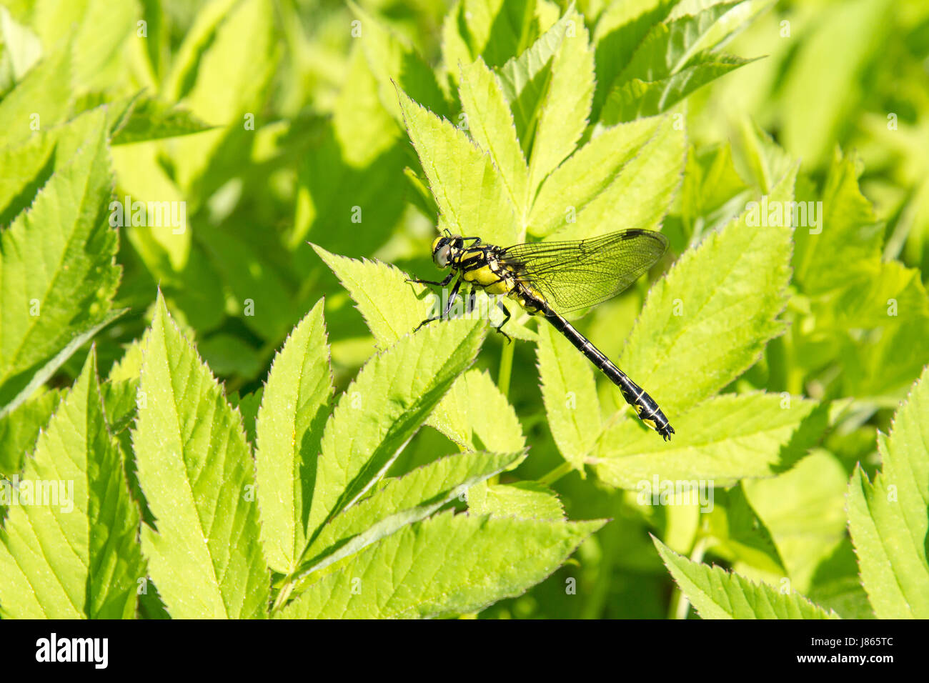 Dragonfly sitting on green leaf on summer warm day Stock Photo - Alamy