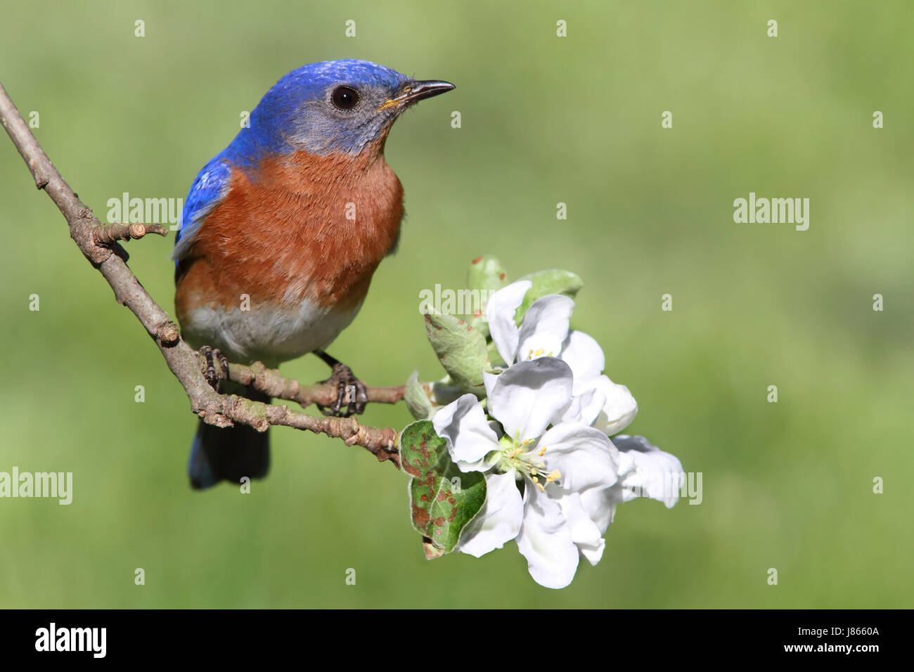 blue bird flower plant wild wildlife eastern nature blue tree animal ...
