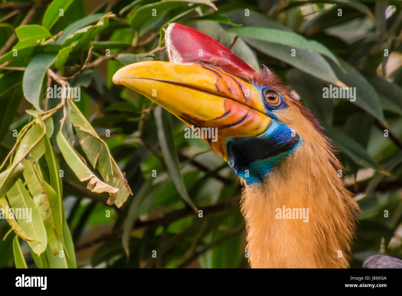 Celebes hornbill bird with red horn and yellow orange beak Stock Photo