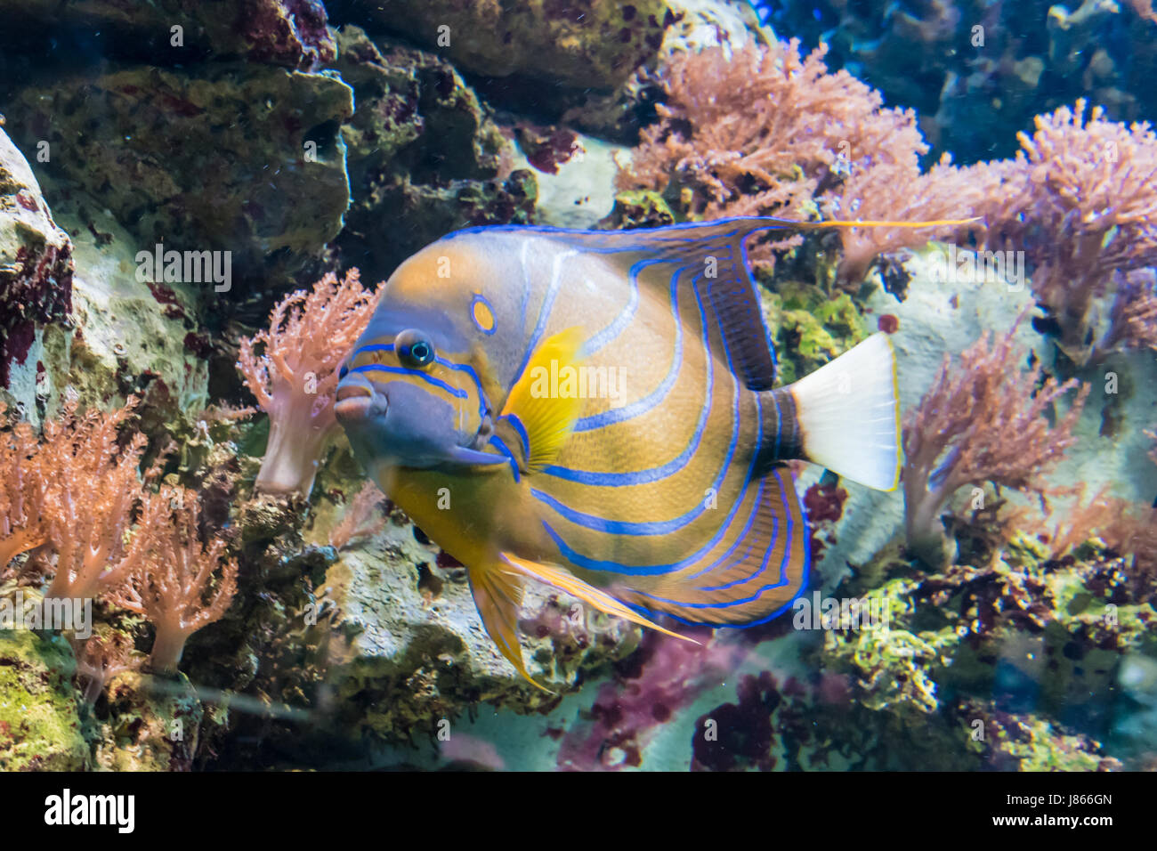 Maldives butterfly fish hires stock photography and images Alamy