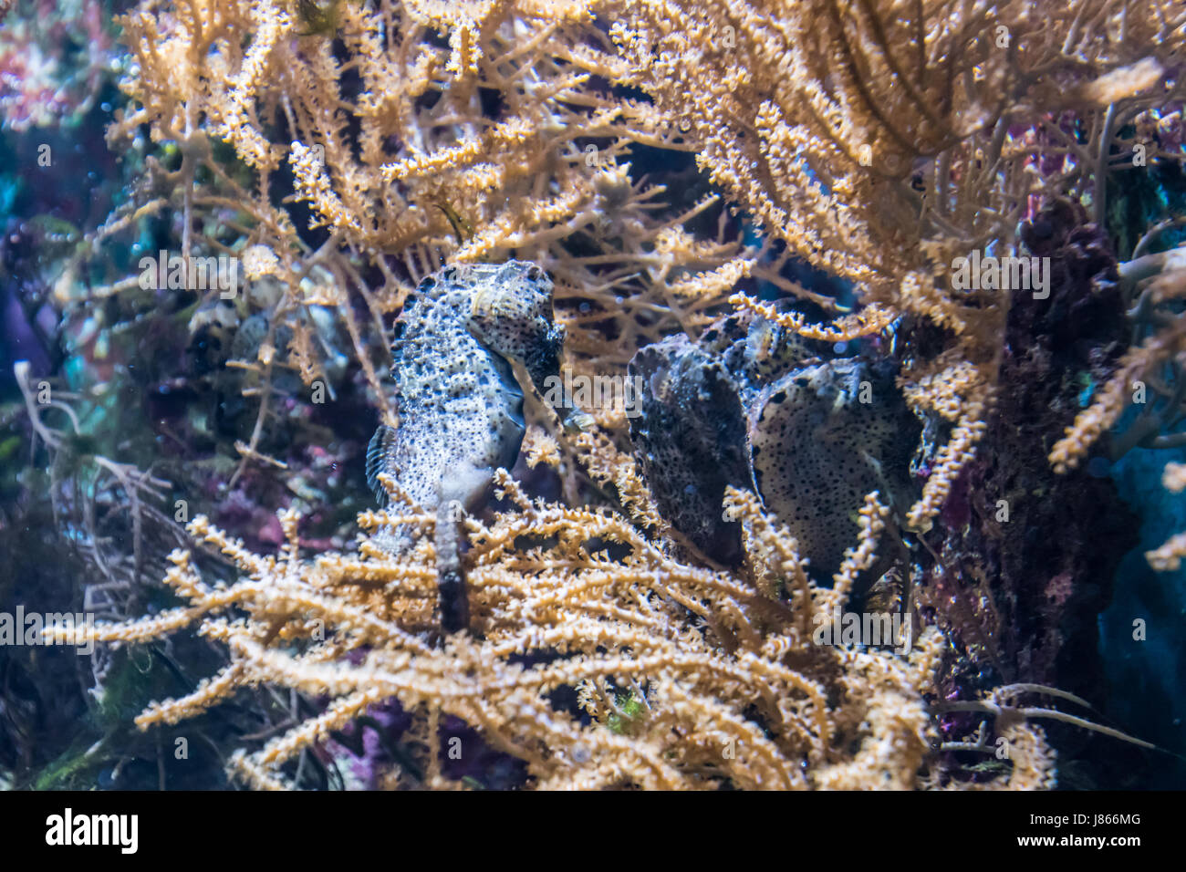 Group of seahorses sleeping in water plants Stock Photo