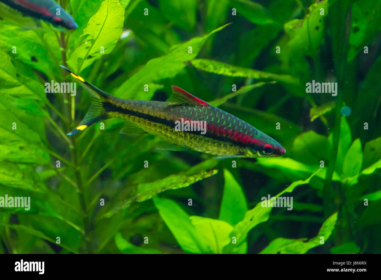 Black striped fish hires stock photography and images Alamy