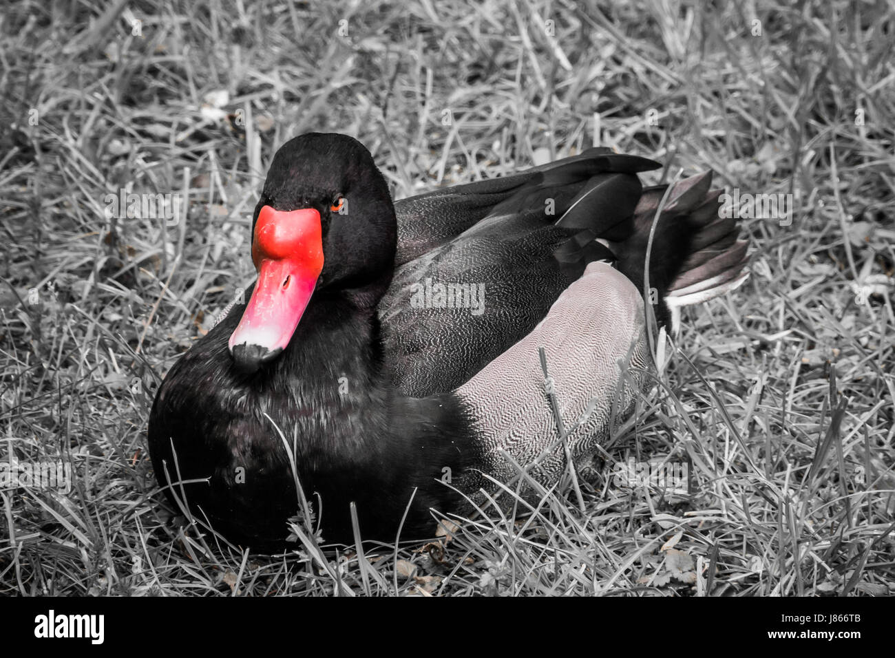 Red beak black duck with orange eyes in black and white Photo - Alamy