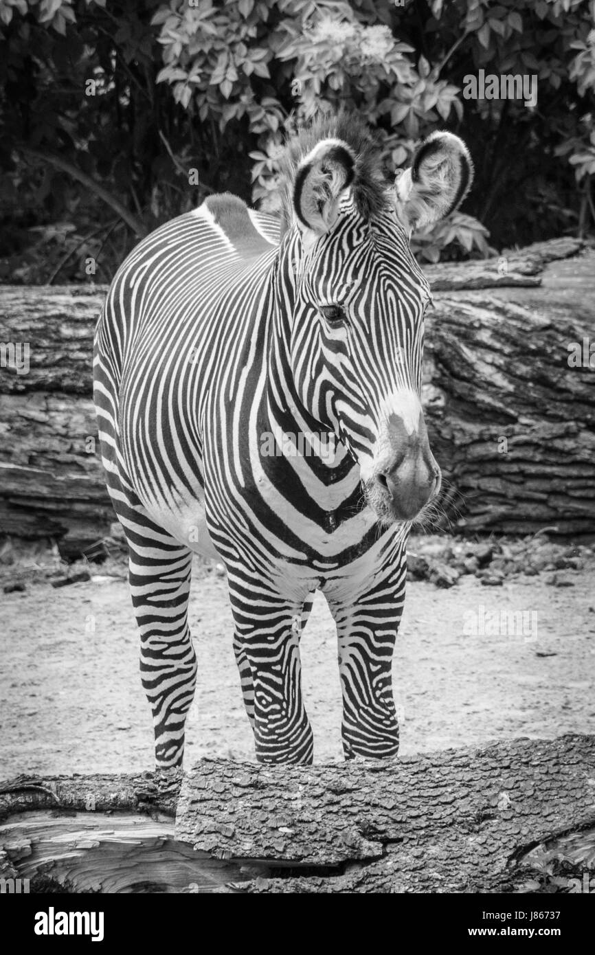 Zebra black and white fur big ears stripes in black and white Stock Photo