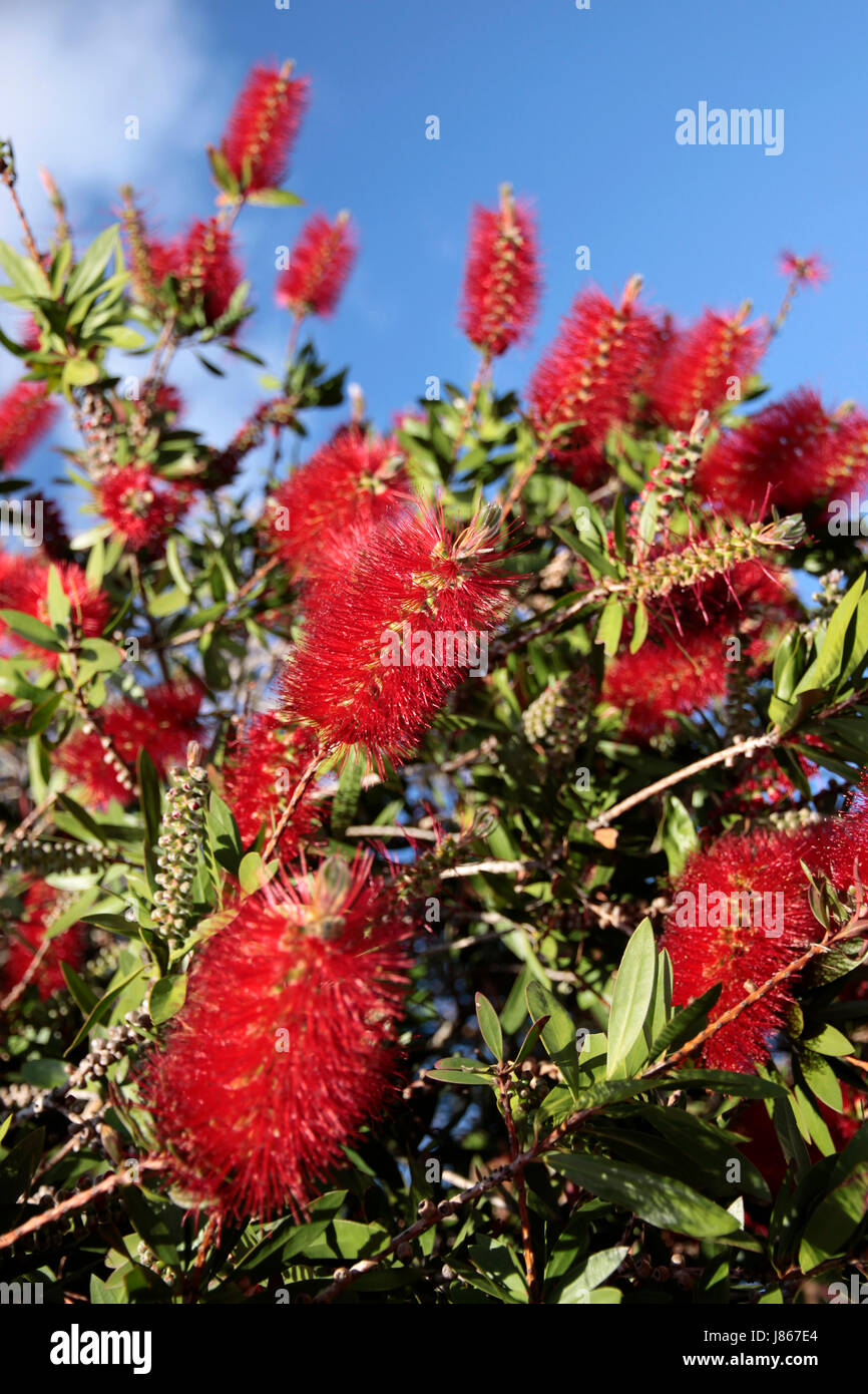 red flowers of the pohutukawa tree Stock Photo