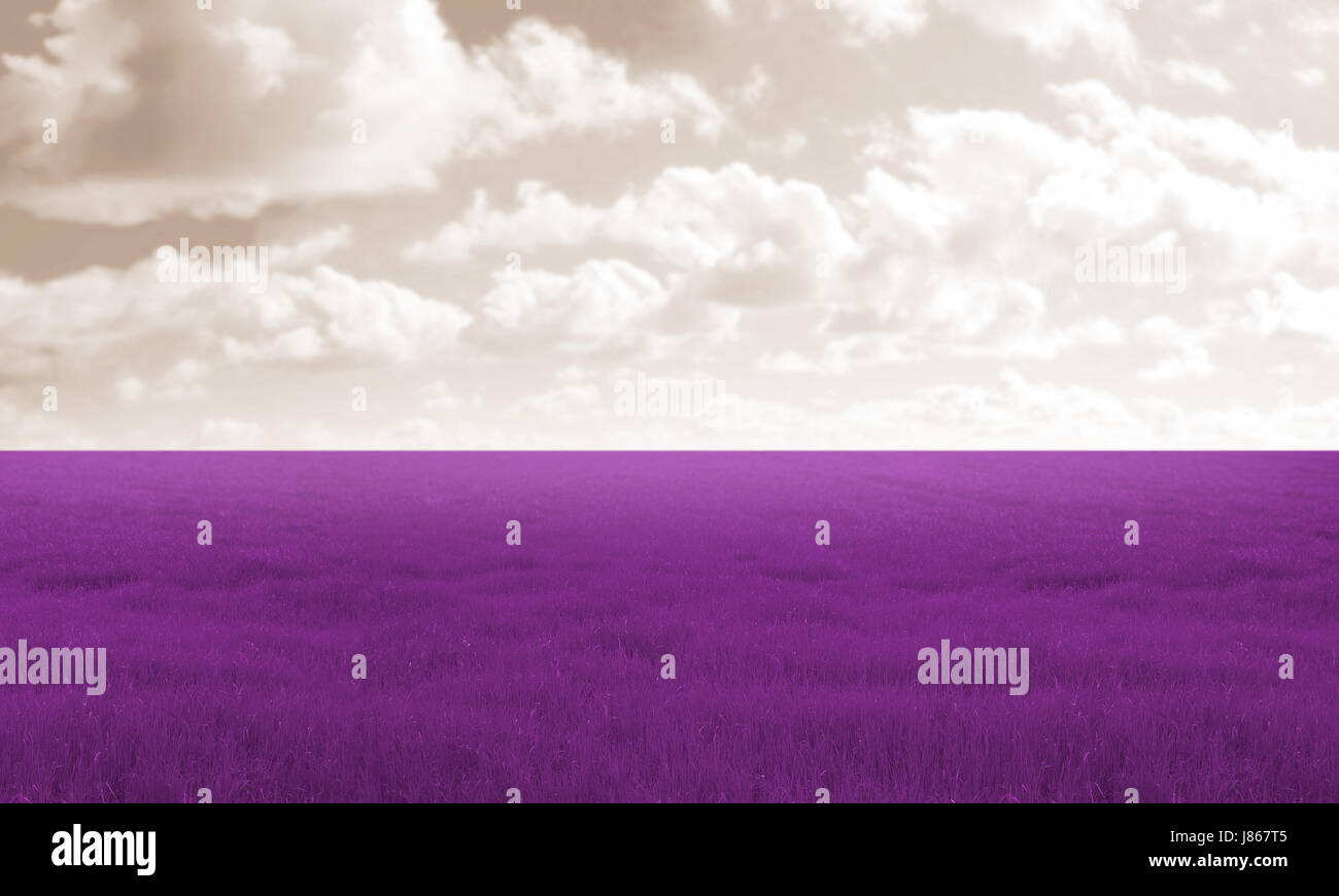 field, violet, lavender, landscape, scenery, countryside, nature, meadow, Stock Photo