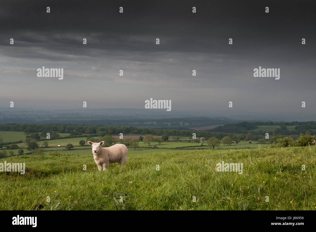 Weaver Hills, Staffordshire, UK. 27th May, 2017. A lamb looks on as a storm rolls in to the Weaver Hills on the 27th May 2017.  Large storms moved north over the country this morning, causing heavy rainfall and flashes of lightning.  Weaver Hills, Staffordshire, UK. 27/05/17. Credit: Richard Holmes/Alamy Live News Stock Photo