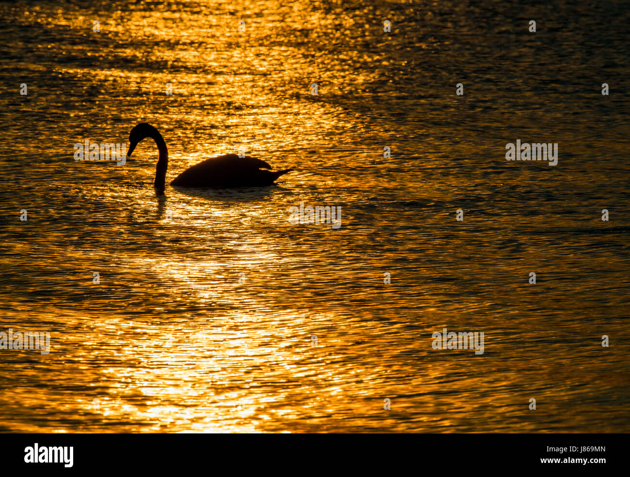 A swan swims on the sea during sunset close to Neu Reddevitz on the Baltic island Ruegen, Germany, 18 May 2017. Ruegen is the largest and most populous German island with 77.000 inhabitants. Photo: Jens Büttner/dpa-Zentralbild/ZB Stock Photo