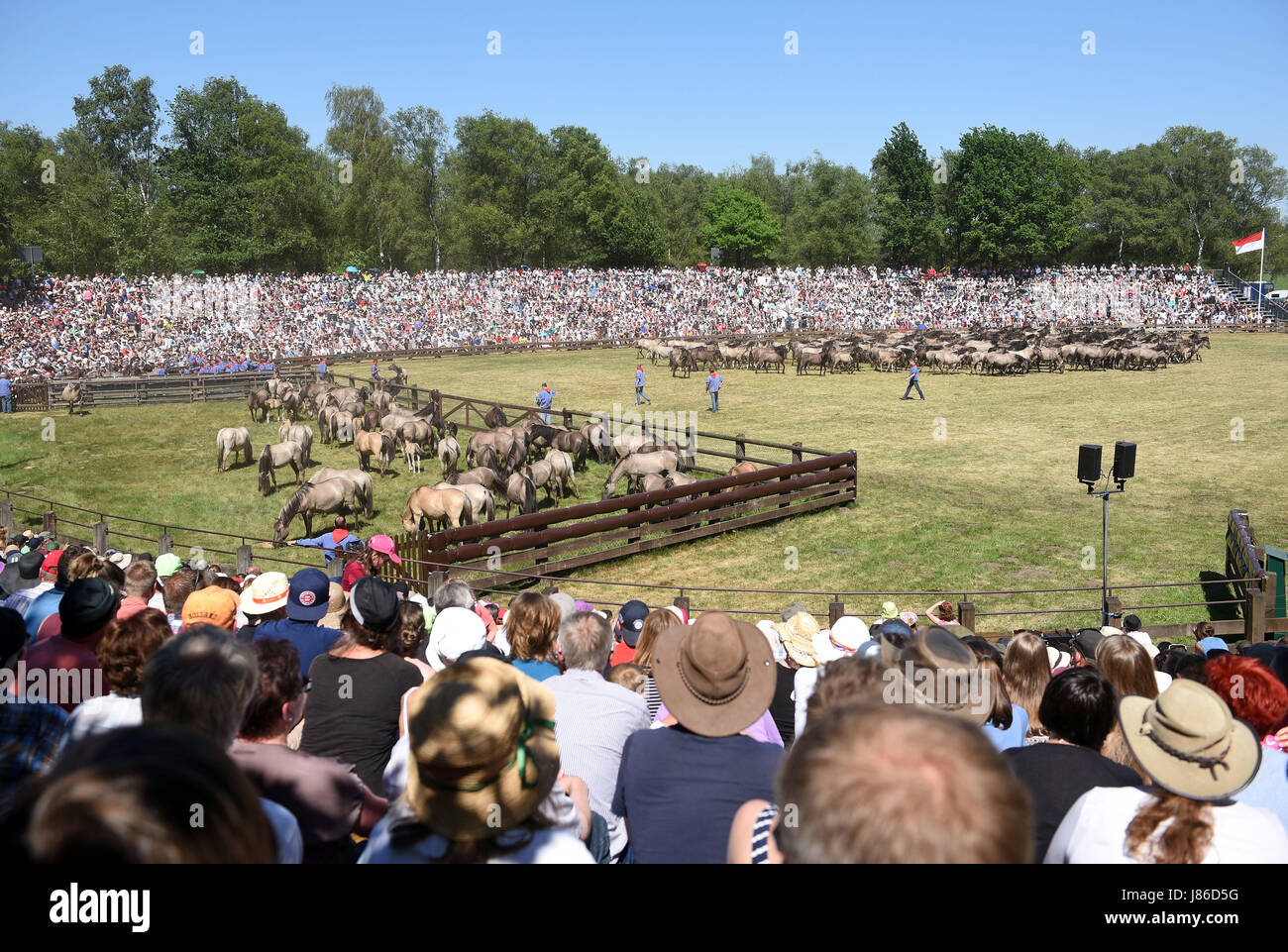 Duelmen, Germany. 27th May, 2017. Spectators watch the catching of wild horses in the Merfelder quarry in Duelmen, Germany, 27 May 2017. Each year the one-year-old stallions from the wild herds are caught and removed. Photo: Henning Kaiser/dpa/Alamy Live News Stock Photo