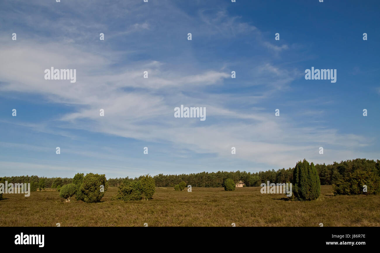 day in summer heath juniper firmament sky nature blue house building holiday Stock Photo
