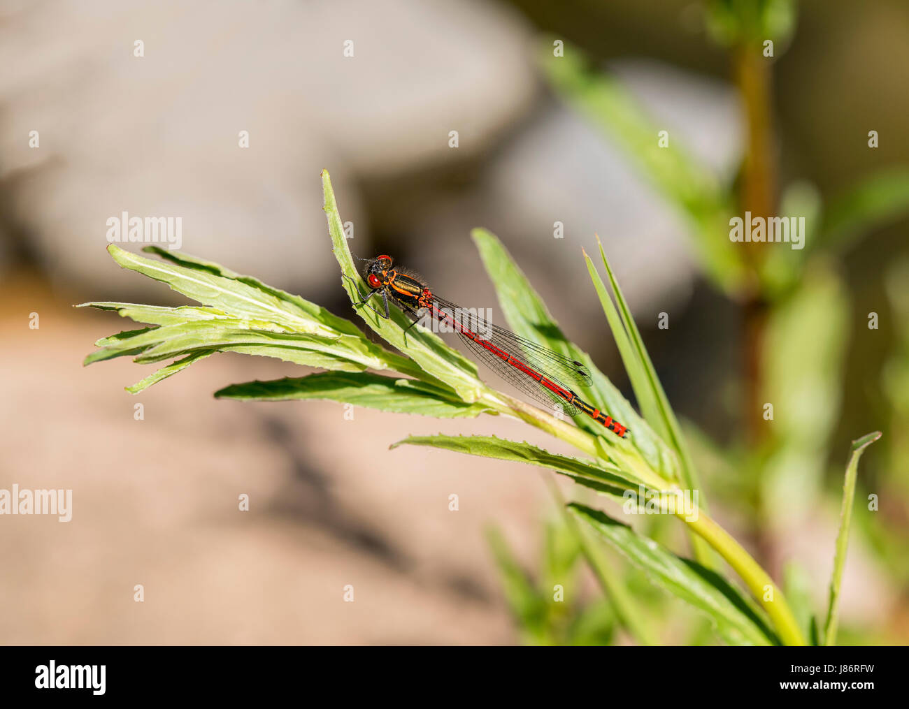 Large Red Damselfly perched on plant Stock Photo - Alamy