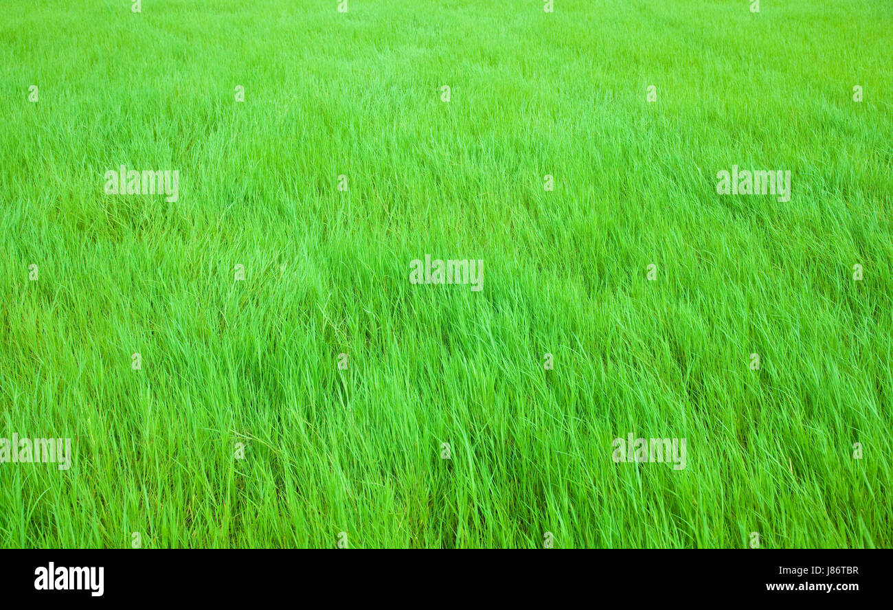 colour closeup new field summer summerly soft spring focus growth grow ...