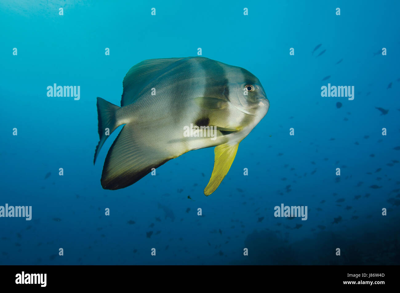 Side view of a Longfin Batfish, Platax teira, Ari Atoll, Indian Ocean, Maldives Stock Photo