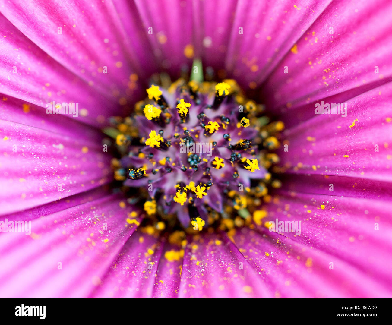 The pink striped petals and yellow pollen of an osteospermum flower from the daisy family photographed close up on the Greek island of Kefalonia. Stock Photo