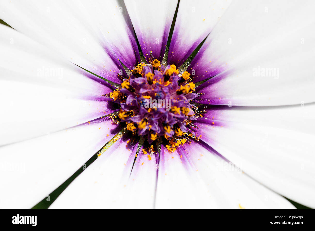 A beautiful white Cape daisy with a purple center covered in yellow pollen on the Greek island of Kefalonia. Stock Photo