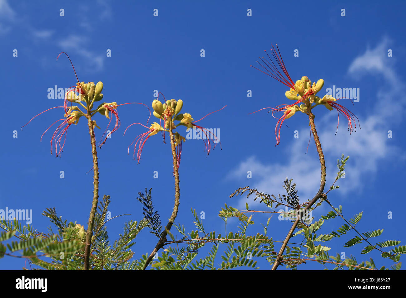 blue, blossoms, exotic, bleed, firmament, sky, red, yellow, Stock Photo