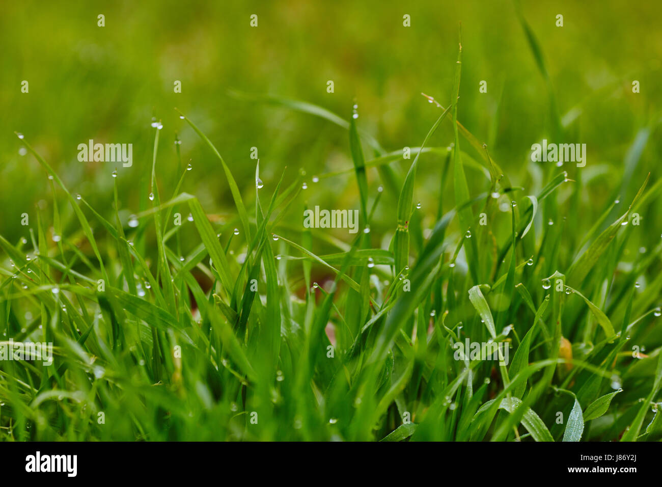 Raindrops on grass hi-res stock photography and images - Alamy