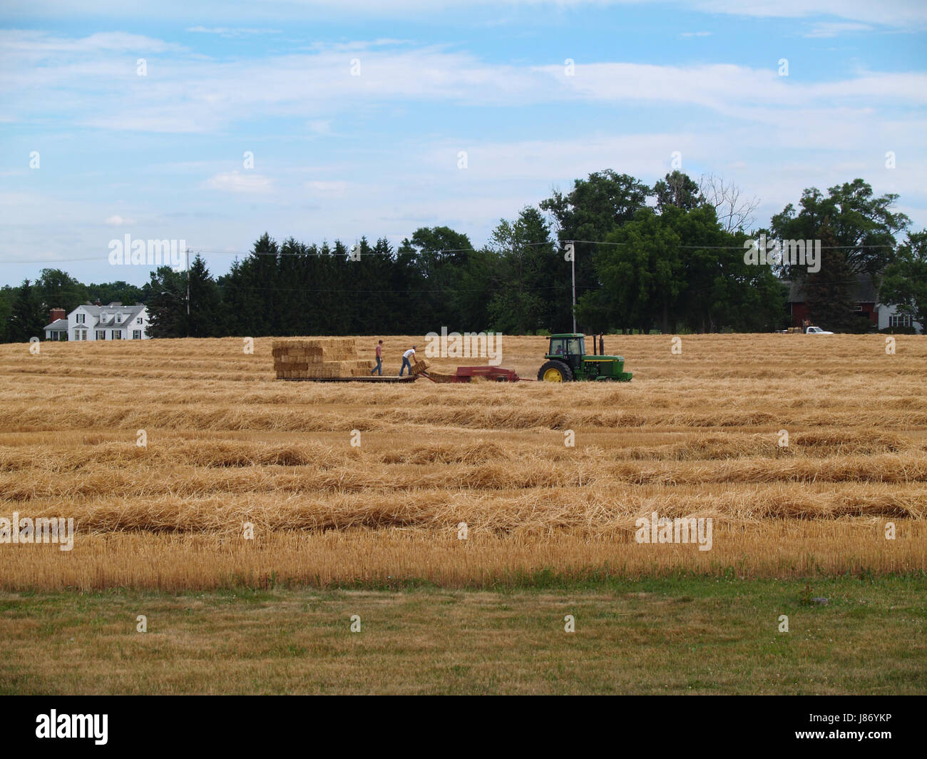 agriculture, farming, field, wheat, farm, straw, house, building, agricultural, Stock Photo