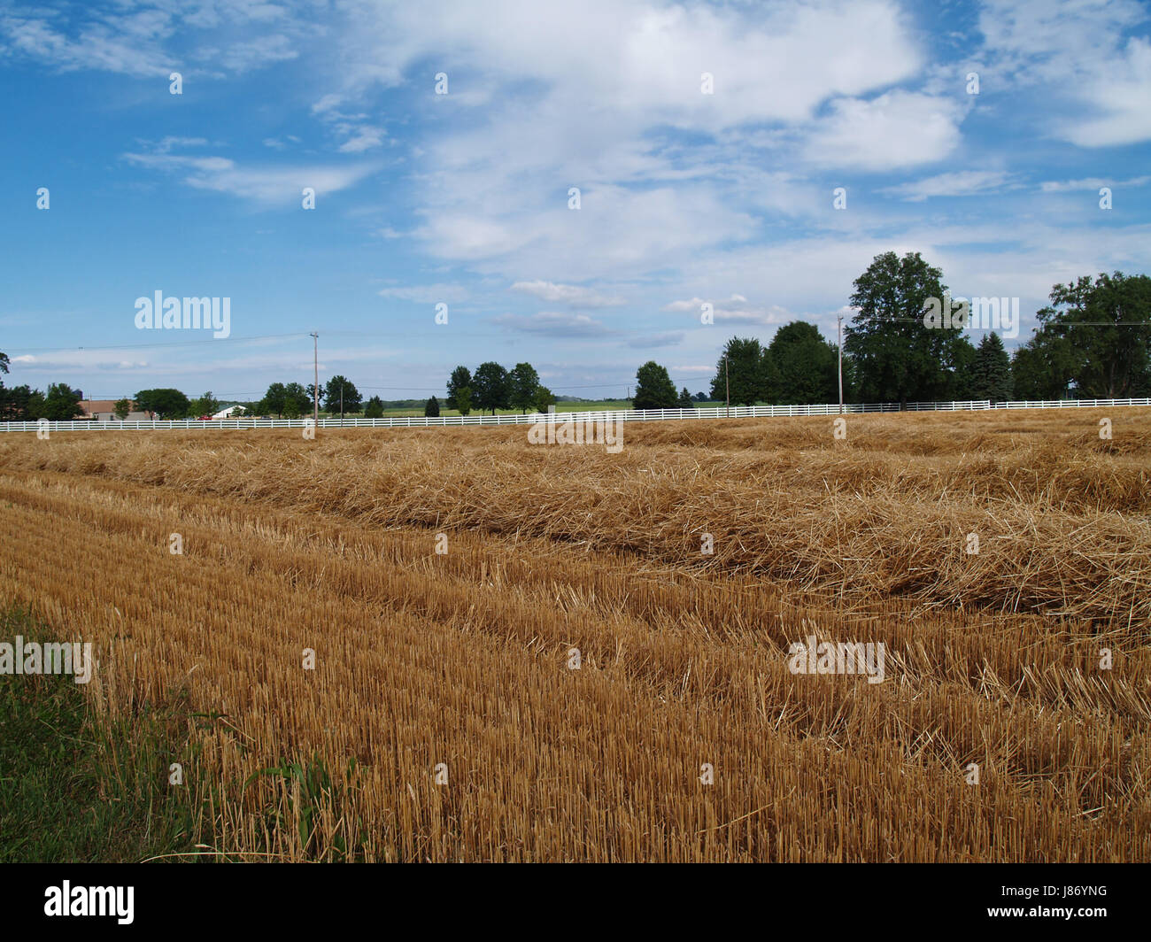 agriculture, farming, field, wheat, farm, straw, agricultural, space, Stock Photo