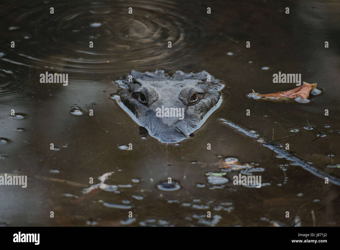 crocodile, australia, predator, saurian, shy, predator