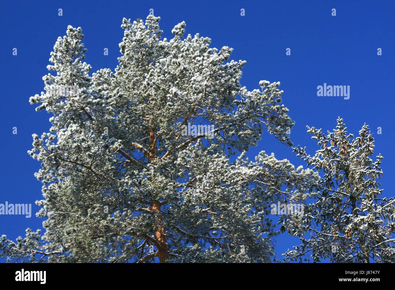 winter in the forest Stock Photo - Alamy