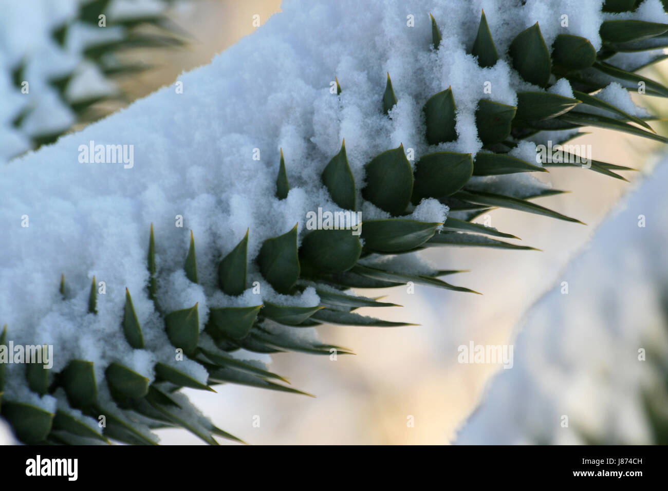 monkey-puzzle Stock Photo