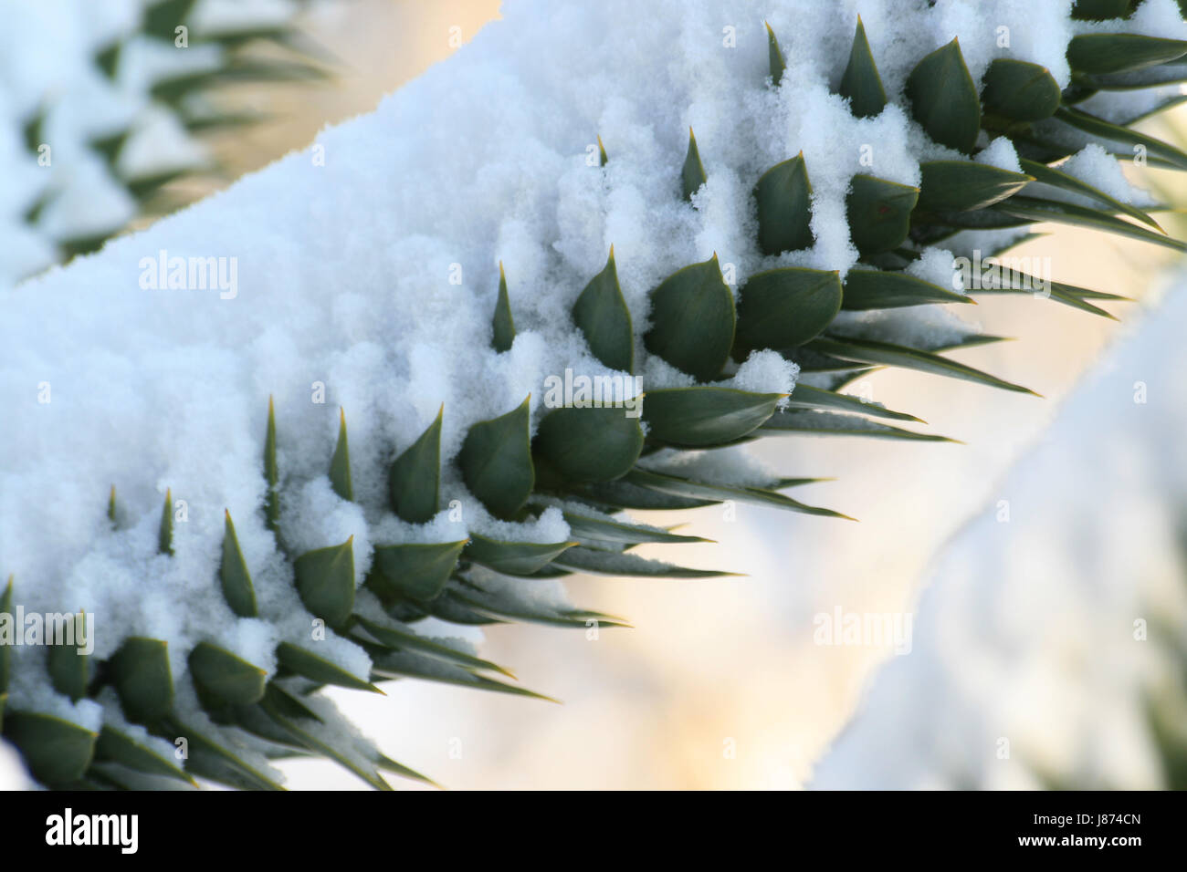 macro, close-up, macro admission, close up view, winter, pine, snow, plant, Stock Photo