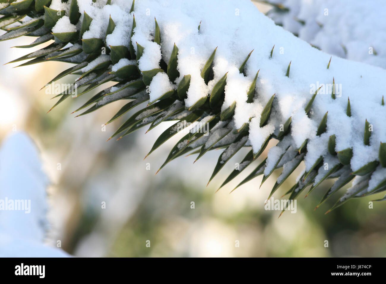 macro, close-up, macro admission, close up view, winter, pine, snow, plant, Stock Photo