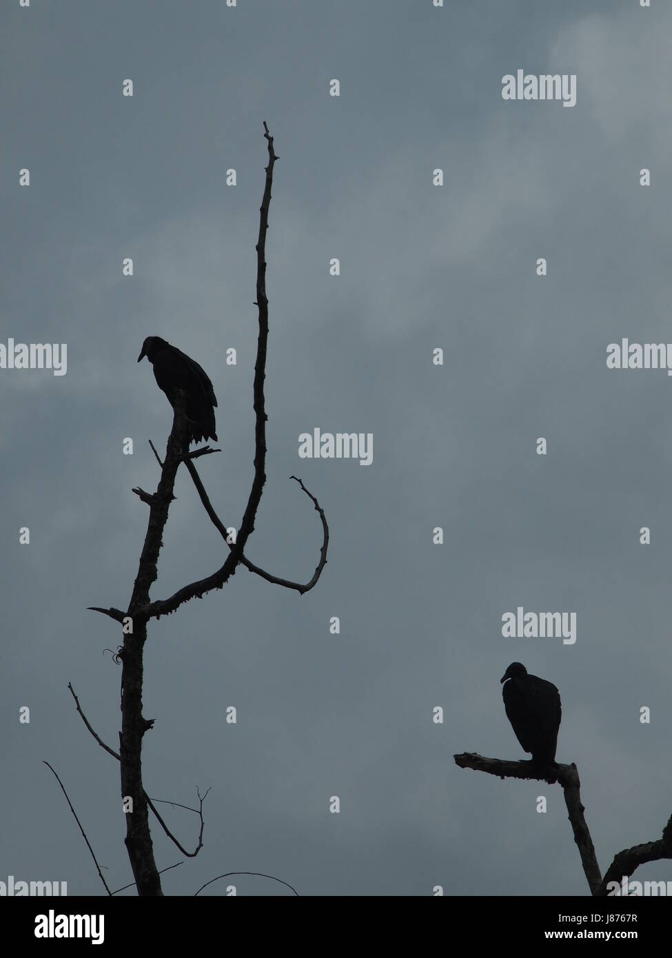 die, bird, birds, lurk, lurking, dead, grey, gray, bleak, dismal ...