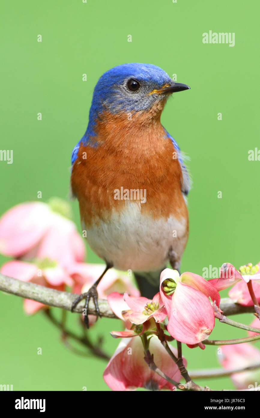 blue tree animal bird fauna wild male masculine flower flowers plant birds wing Stock Photo