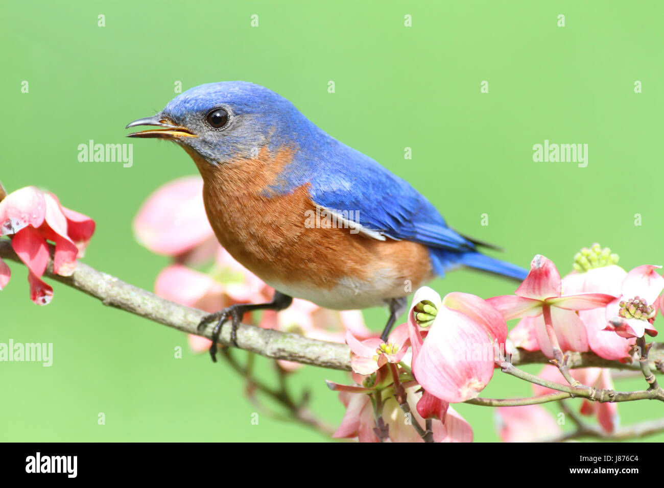 blue tree animal bird fauna wild male masculine flower flowers plant birds wing Stock Photo