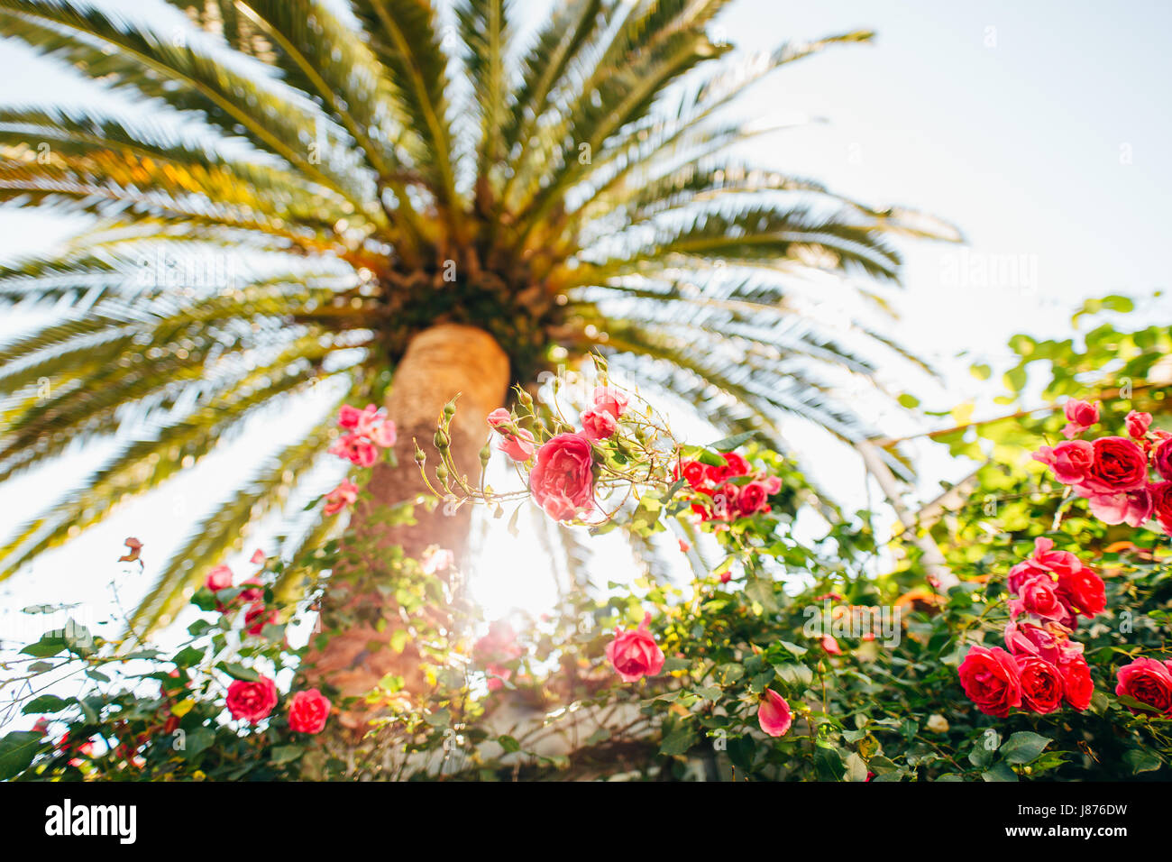 Roses on the street. Pink and red roses grow on the streets of ...