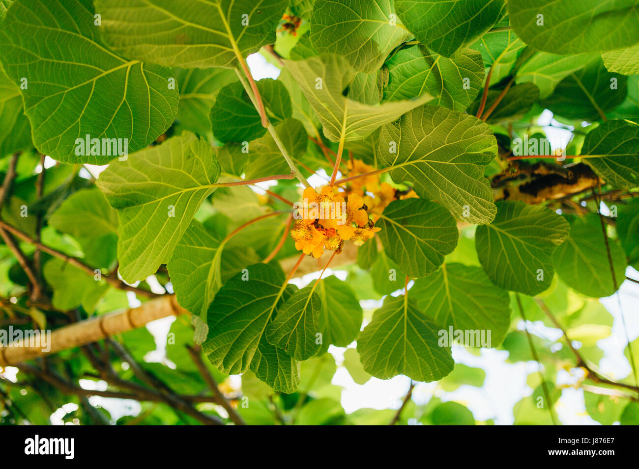 Flowering trees kiwi. Spring flowering vines kicks in Montenegro. Stock Photo