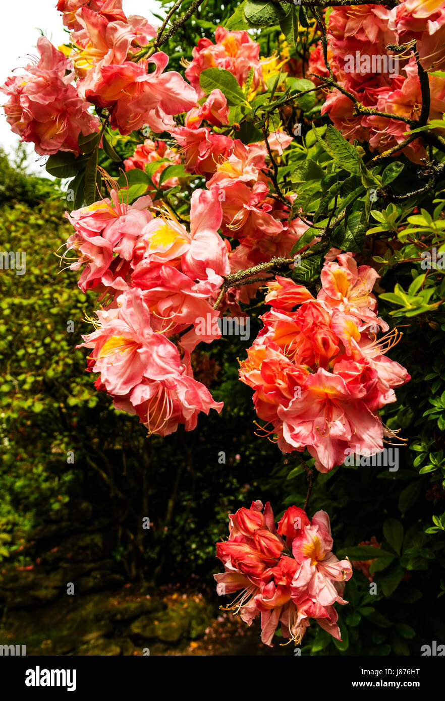 Clusters of bright orange Azalea flowers in a garden in spring time. Stock Photo