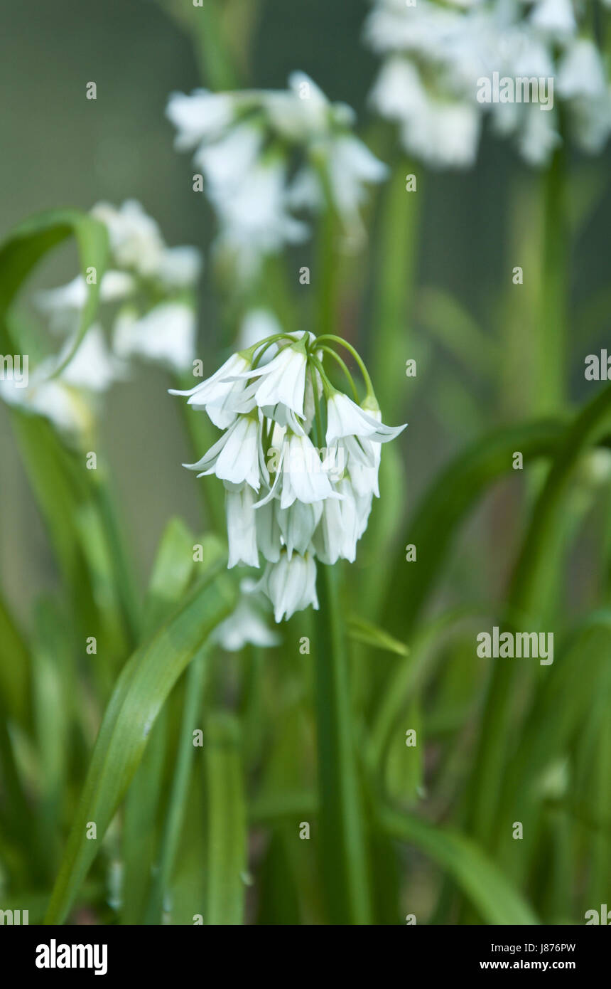 Allium triquetrum,  triquetrous leek or Three Cornered Leek Stock Photo