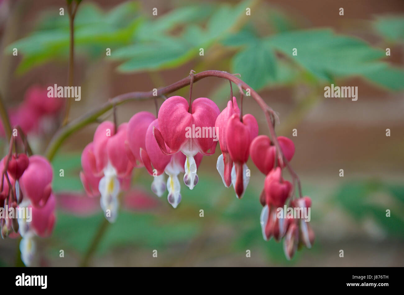 Lamprocapnos spectabilis formally known as Dicentra spectabilis or Bleeding Heart Stock Photo
