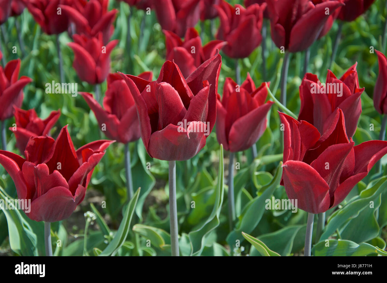 Tulip Lasting Love Stock Photo